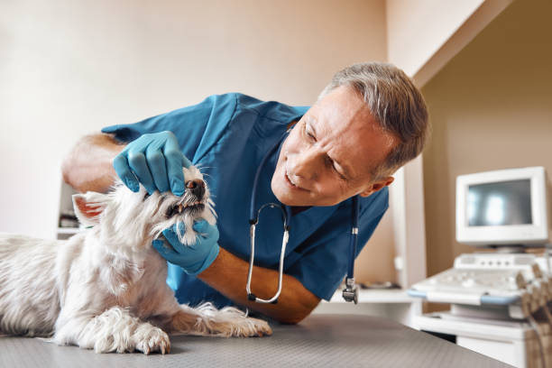 Best Emergency Denture Repair in Sherman, TX